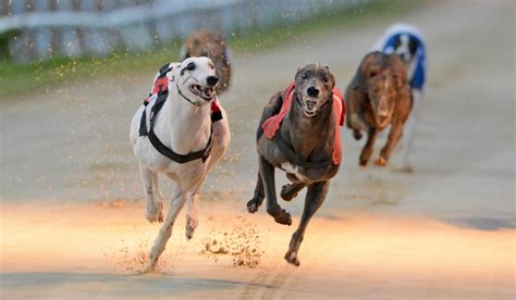 racing post greyhound results today